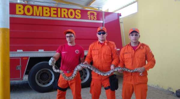 Bombeiros resgatam cobra Jiboia de dentro de pneu, em terreno no Crato