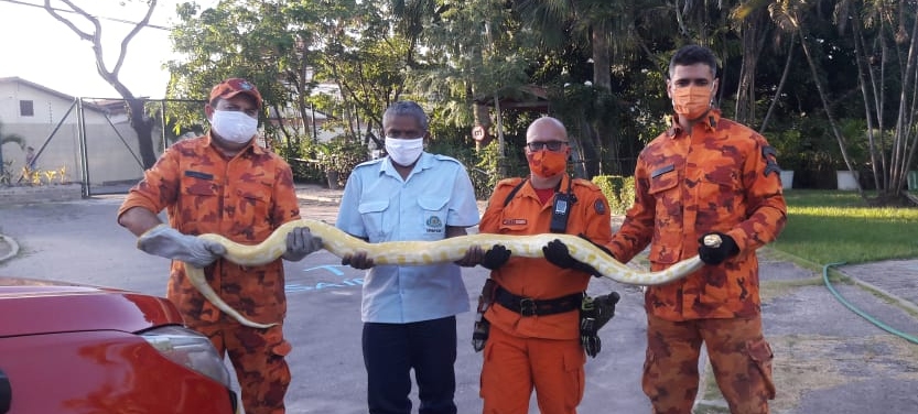 Corpo de Bombeiros resgata serpente cascavel em Choró