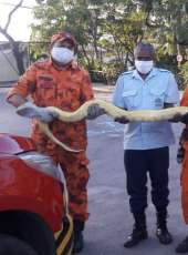 Moradores acionam Corpo de Bombeiros para fazer resgate de cobra no bairro Jangurussu