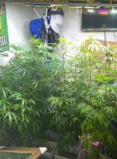 Mudas de maconha são apreendidas em residência na Caucaia