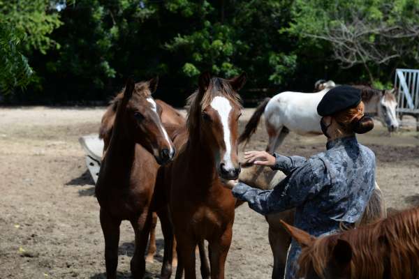 Conduta de policiais que atiraram em cavalos será apurada