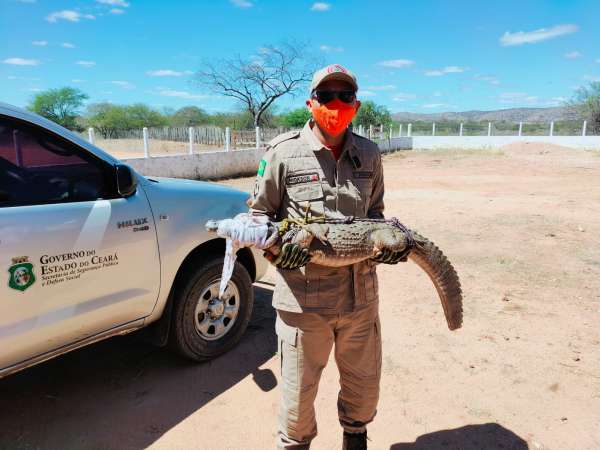 Mantenha sempre a distância de animais silvestres