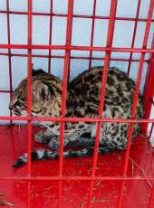 Filhote de gato-do-mato-pequeno é resgatado pelo Corpo de Bombeiros em Tauá