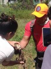 Gato doméstico é resgatado pelo Corpo de Bombeiros de um cano de esgoto em Quixeramobim