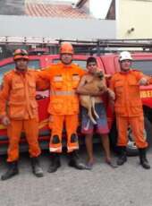 CBMCE resgata cadelinha presa entre paredes de uma residência em Sobral