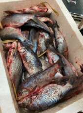 Polícia Civil doa 77 kg de peixe para um hospital municipal em Varjota