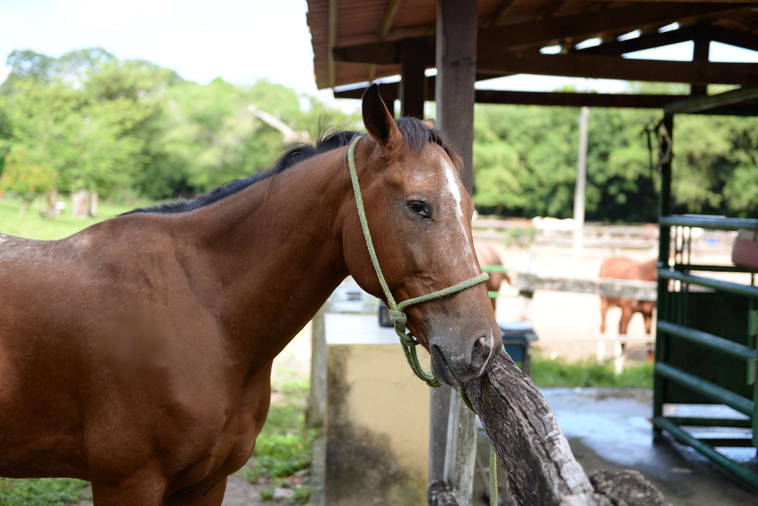 G1 - Cavalo usado no tratamento de autista é achado após apelo de