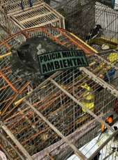 PMCE apreende 21 aves silvestres mantidas irregularmente em um imóvel em Caucaia