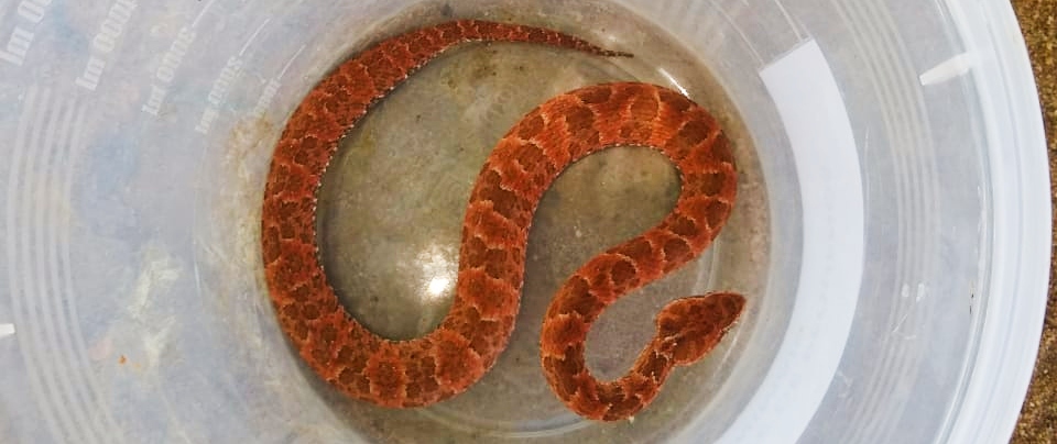 Corpo de Bombeiros resgata cobra mais venenosa do Brasil em residência de  Itaitinga