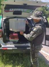 Cobra-corre-campo é resgatada por equipe da PMCE em imóvel no município de Juazeiro do Norte