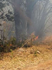 Ação da PMCE e do ICMBio resulta na prisão de homem suspeito de incêndio criminoso no entorno da Floresta Nacional do Araripe