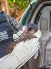 Em ação conjunta, PMCE resgata filhote de macaco-prego em Várzea Alegre