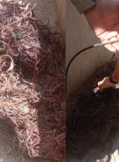 Operação Celari resulta na prisão de um homem, na apreensão de 49 kg de fios e no resgate de 33 aves em Itapipoca