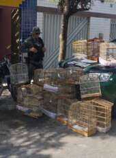 Homem é detido e 16 aves silvestres são resgatadas pela PMCE em Juazeiro do Norte