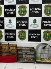 Forças de Segurança capturam suspeito em flagrante por abandono e maus-tratos a animais em Quiterianópolis